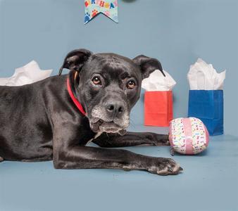 DIESEL, Pit Bull Terrier, senior, available for adoption