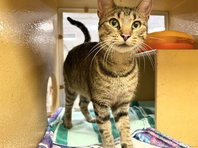 BELLA, adult, available for adoption
