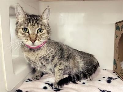 A tabby cat with a pink collar sitting on a white blanket with black paw prints.