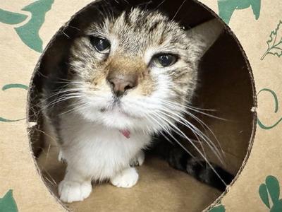 FRIDA, senior, available for adoption
