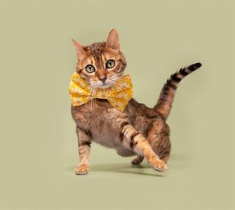 A brown tabby cat wearing a yellow bow tie, standing on a light green background.