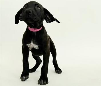 ELENA, Labrador Retriever, puppy, available for adoption