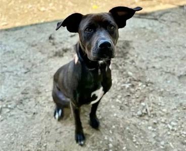 ELIZABETH, Terrier, young, available for adoption