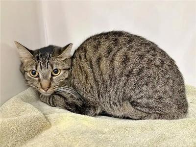 BABY CAT, young, available for adoption