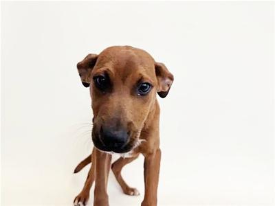 CHURRO, Terrier, puppy, available for adoption