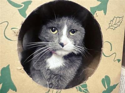 KITTY PURRY, adult, available for adoption