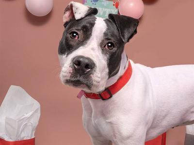 BEBE, Pit Bull Terrier, young, available for adoption