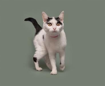A black and white cat standing on a green background