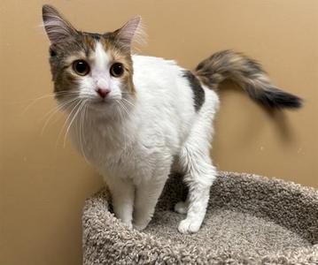 MONA, young, available for adoption