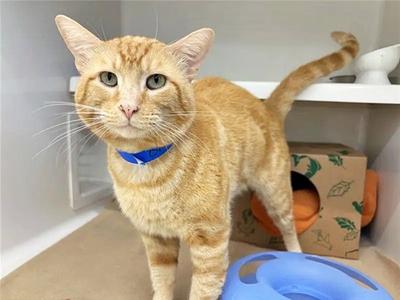 An orange tabby cat wearing a blue collar stands in a room with a blue plastic object in the foreground and a cardboard box in the background.