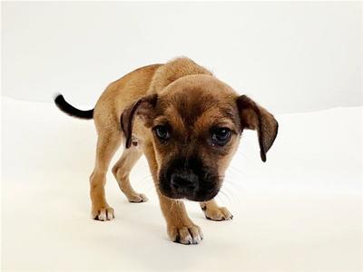 ECHO, Terrier, puppy, available for adoption
