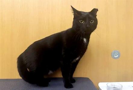DANTE, adult, available for adoption