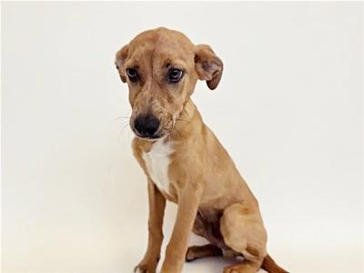 CHALUPA, Terrier, puppy, available for adoption