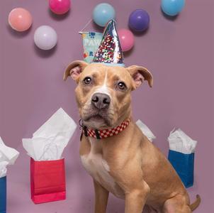 CHARLIE, Pit Bull Terrier, young, available for adoption