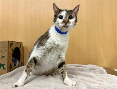 KITTY, senior, available for adoption