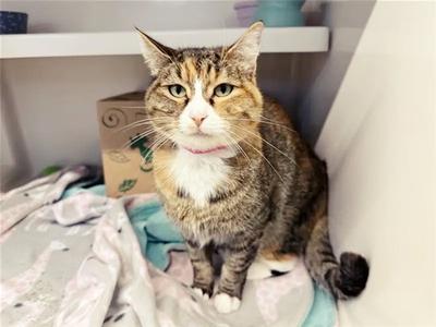 GATITA, adult, available for adoption