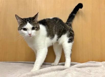 LUCY, adult, available for adoption