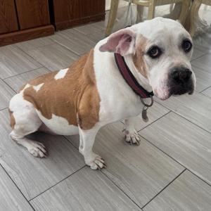 Ginger, American Bulldog, senior, available for adoption