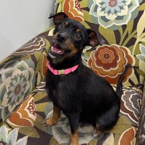 FIFA, Chihuahua / Mixed Breed, adult, available for adoption