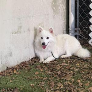 Collin, Eskimo Dog, young, available for adoption