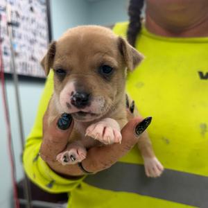 America, Terrier, puppy, available for adoption