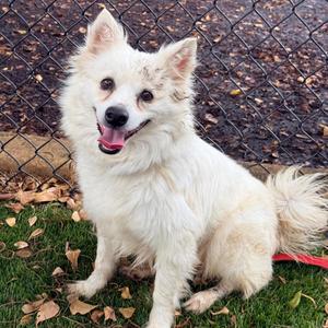 Daphne, Eskimo Dog, adult, available for adoption