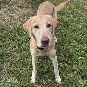 A light-colored dog standing on grass, looking directly at the camera.