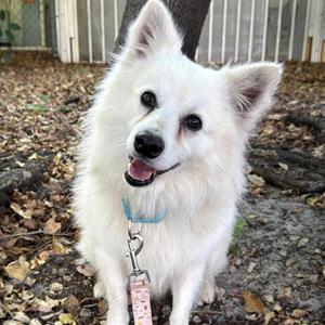 Benedict, Eskimo Dog, adult, available for adoption