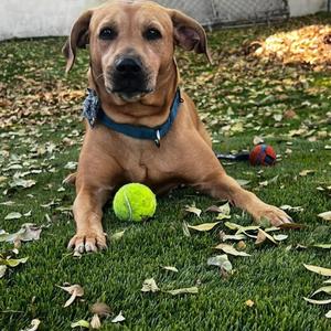Lila, Labrador Retriever, adult, available for adoption