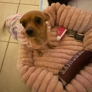A small dog wearing a pink and white striped outfit sitting in a pink dog bed.