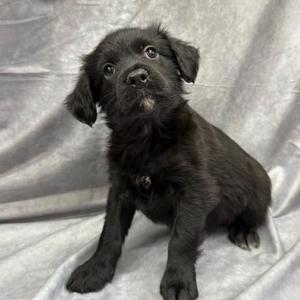 Harry, Terrier, puppy, available for adoption