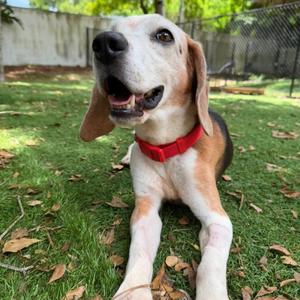 Brooks, Beagle, senior, available for adoption