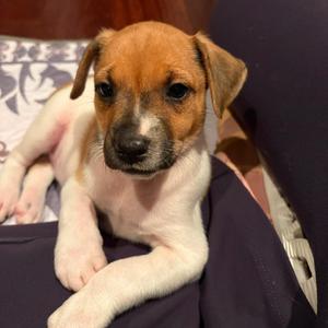 Chloe, Terrier, puppy, available for adoption