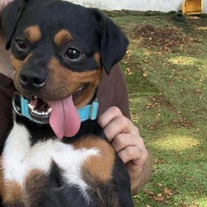 Bubba, Mixed Breed, adult, available for adoption