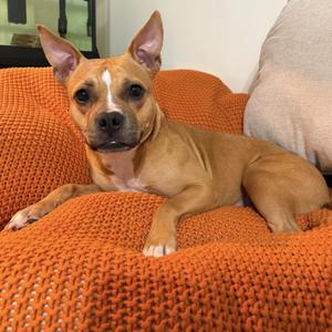 Blondie, American Staffordshire Terrier, young, available for adoption