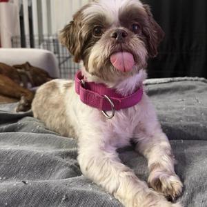 Bella, Shih Tzu, senior, available for adoption