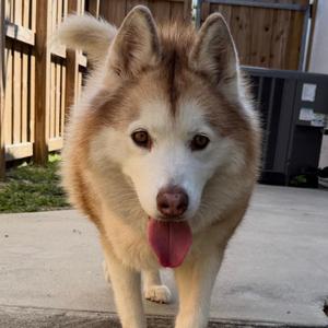Akita, Siberian Husky, adult, available for adoption