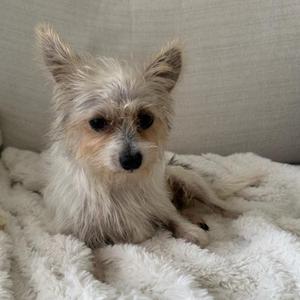 A small, fluffy dog with light brown and white fur is lying on a soft, white blanket. The dog has perked-up ears and dark eyes, looking directly at the camera. The background is a light-colored, textured surface, possibly a couch or cushion.