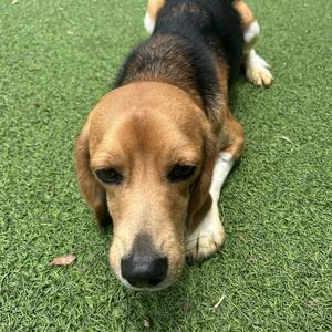 A beagle dog lying on green artificial grass, looking directly at the camera.