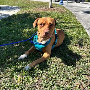 Harvey, Pit Bull Terrier, adult, available for adoption