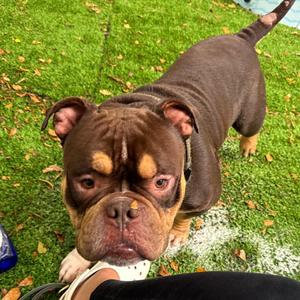 Brisket, English Bulldog, adult, available for adoption