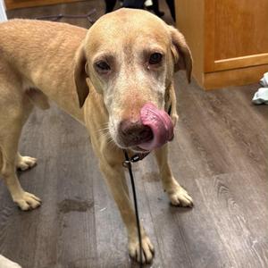 John, Labrador Retriever, adult, available for adoption
