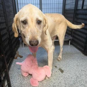 Glen, Labrador Retriever, senior, available for adoption
