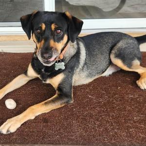 Gilbert, Hound, adult, available for adoption