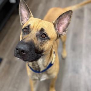 A close-up of a tan and black dog with large ears and a blue collar, looking up at the camera.