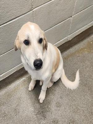 GALAXY, Great Pyrenees, puppy, available for adoption