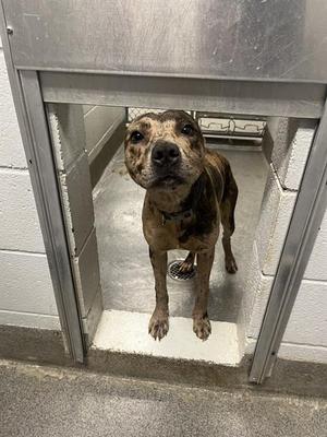 FLYNN, Catahoula Leopard Hound and Pit Bull Terrier, adult, available for adoption