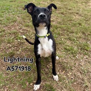 A black and white dog standing on grass, wearing a green collar. The dog has a white chest and paws, and its ears are perked up. The text "Lightning A571918" is visible in the bottom left corner of the image.
