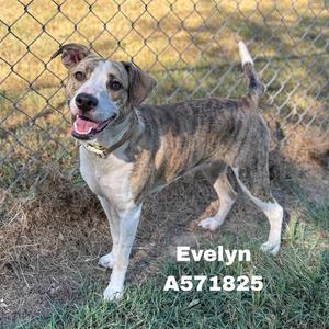 A brindle and white dog named Evelyn standing in front of a chain-link fence.