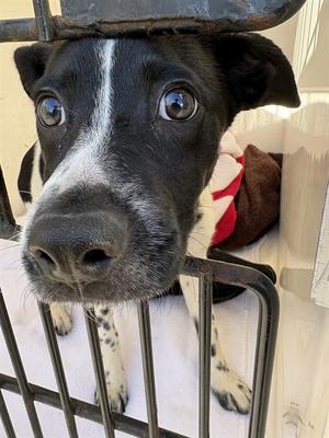 DAISY, Australian Cattle Dog Mix, puppy, available for adoption